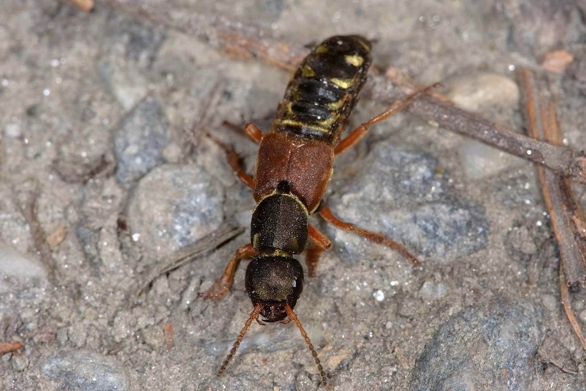 Staphylinus caesareus? No, S. dimidiaticornis